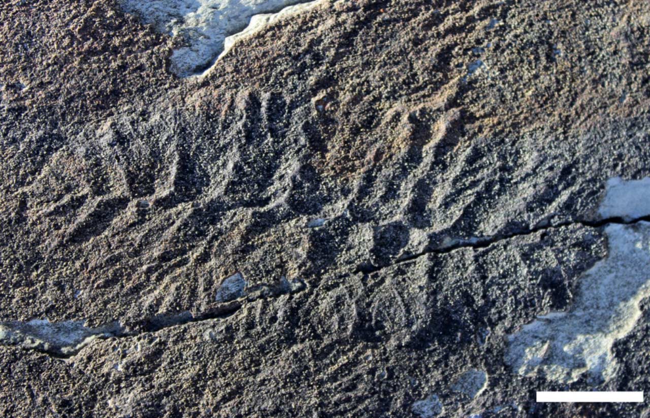 Fractofusus在5.4亿年前灭绝