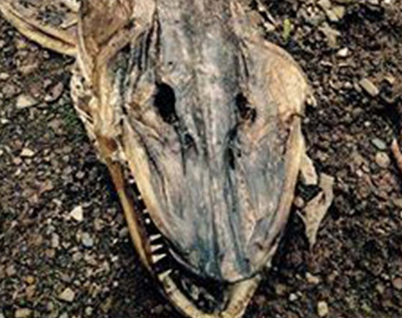 32岁的销售员贝克特说,他与女友漫步时发现这只怪兽尸体,感到十分吃惊。