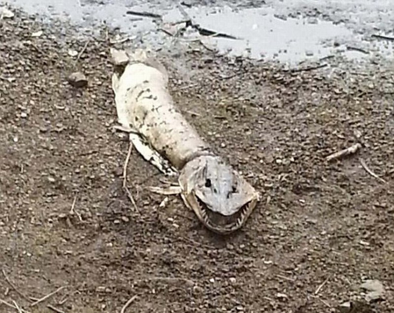 霍林沃斯湖距离尼斯湖640公里远,很多人估计这只怪兽的体长超过1.5米。