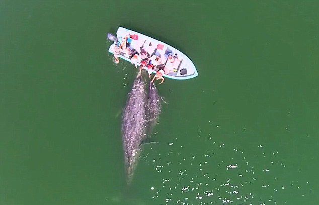 墨西哥海域灰鲸母子亲近游船任游客抚摸