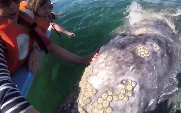 墨西哥海域灰鲸母子亲近游船任游客抚摸