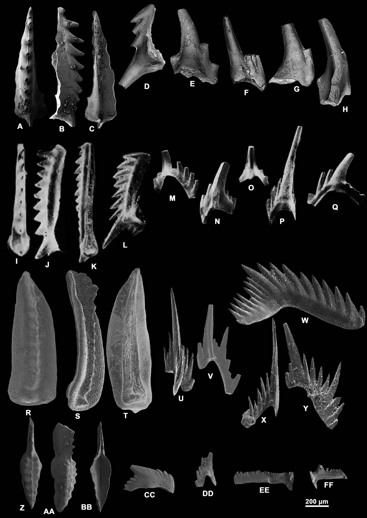 Vjalovognathus与 Gondolella, Mesogondolella 和 Sweetognathus 多分子器官对比