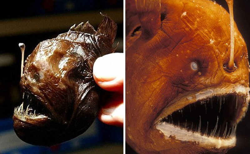 鮟鱇鱼利用头顶附肢充当钓竿,吸引小鱼靠近其嘴部,然后张嘴吞噬。