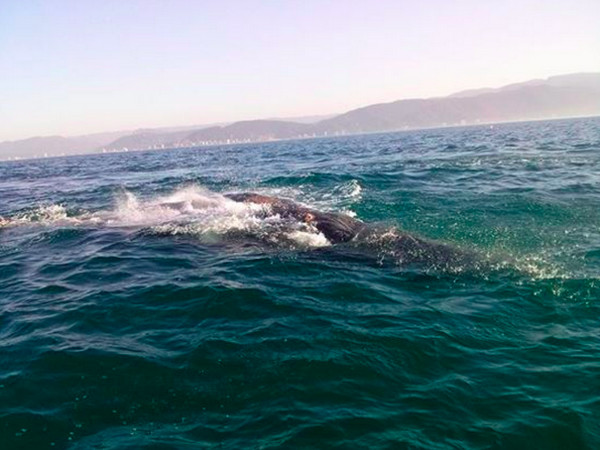 ȾȻںϲԾ·ڴлллһָɣ