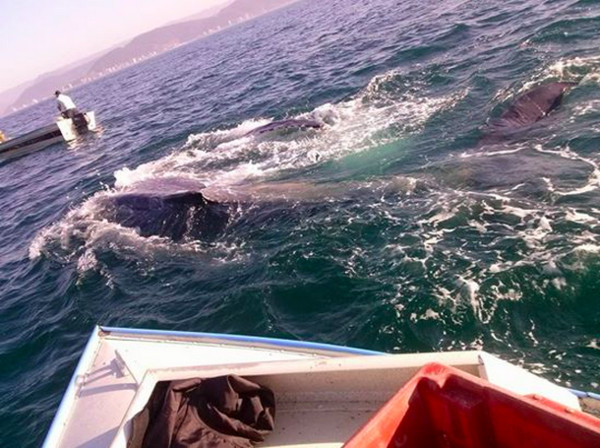 ȾȻںϲԾ·ڴлллһָɣ