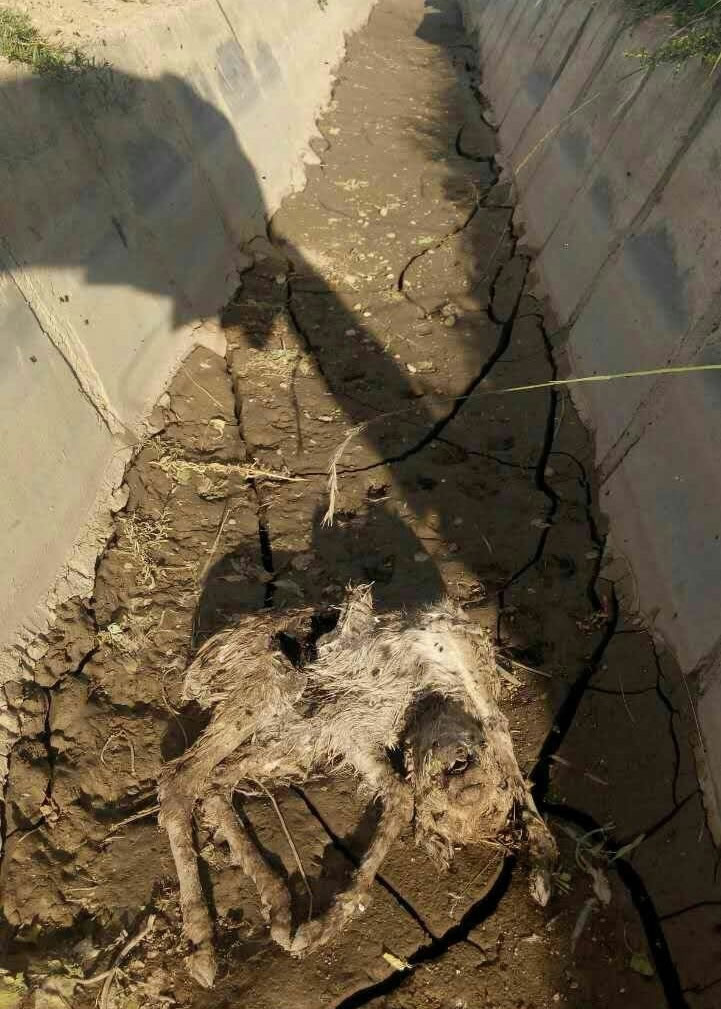 ����ԭ�������ʬ��ˮ����