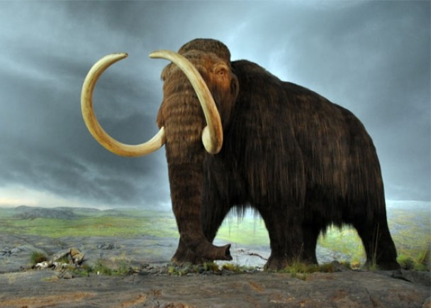 长毛象尚有许多秘辛待考古学家拆解