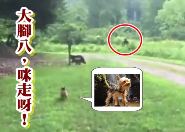 疑似是“大脚八”(红圈示)的身形掠过,齐皮旋即欲前去追赶。