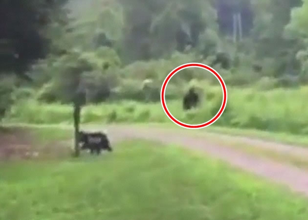 “大脚八”(红圈示)突然现身草丛。