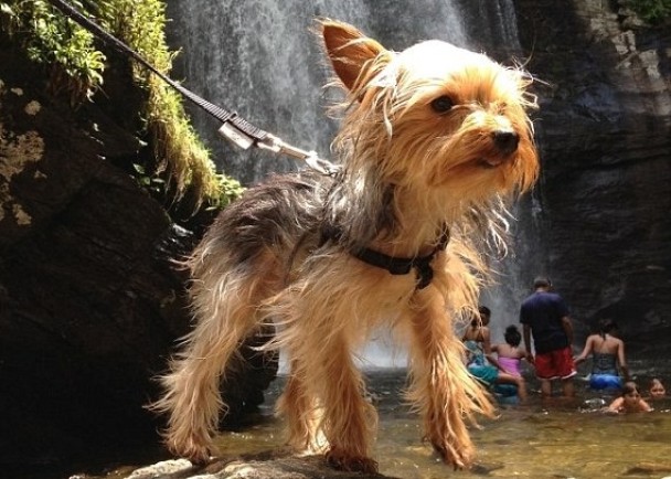 齐皮(图)本来想前去追“大脚八”,但被主人沃尔特斯阻止。