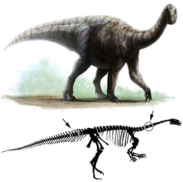 禄丰龙复原图以及对应的病变位置(绘图 张宗达)