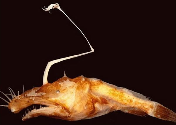 墨西哥湾北部海域1524米深处发现新物种华脐鱼