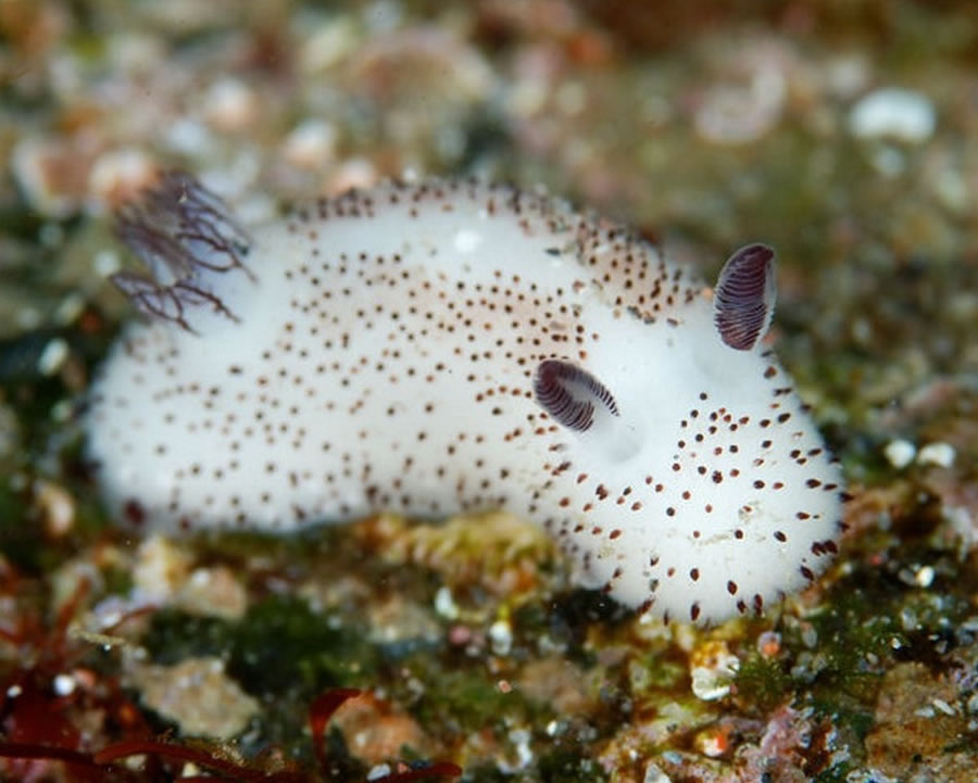 �ɰ�������С���á�������ë�̺�������Jorunna parva��