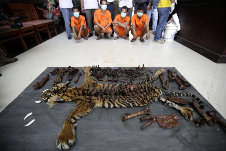 印度尼西亚四名男子涉嫌杀死一头濒危苏门答腊虎