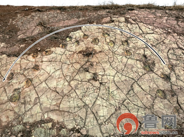 诸城发现世界首例恐龙180度转向行迹化石