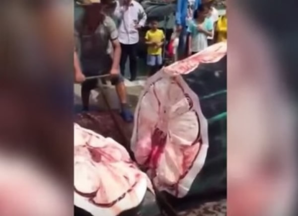 ���豻������̻��� �����Դ�ڴ���