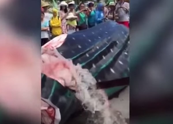 ���豻������̻��� �����Դ�ڴ���