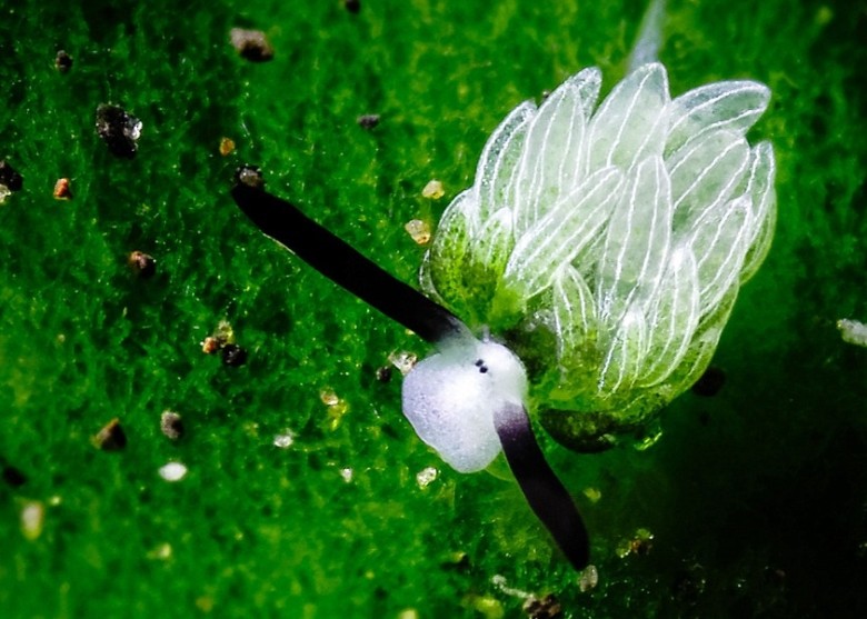 �������������ܻ�����ת���������ɫ��