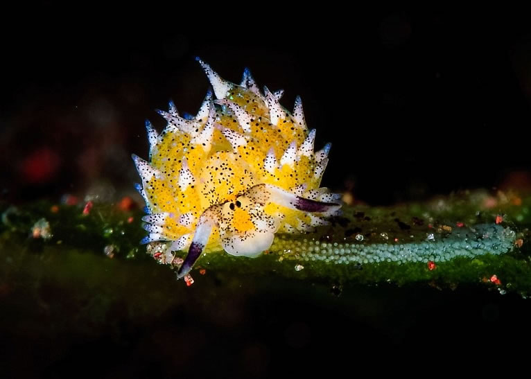 ��ֻ�ͱ���˽�ɫţţ