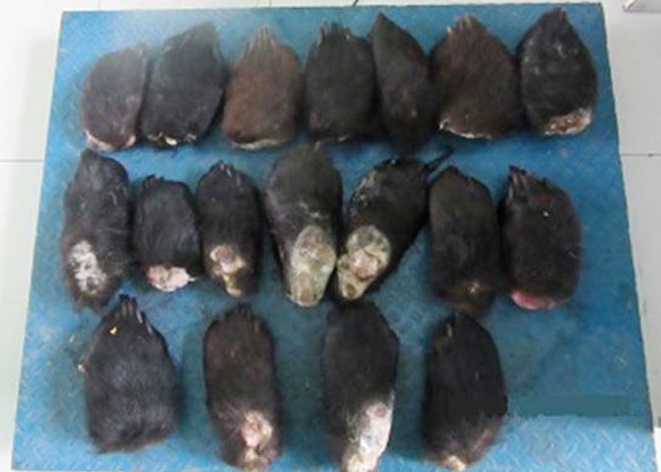 俄罗斯再截获一批走私熊掌