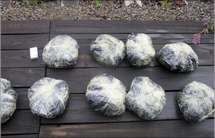 俄罗斯当局近日起出了18只熊掌,相信有最少5只棕熊被猎杀。