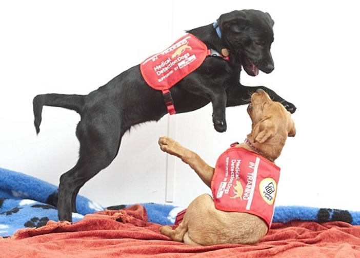 ��ҽ�����Ȯ����Ʒ�ֲ�ͬ