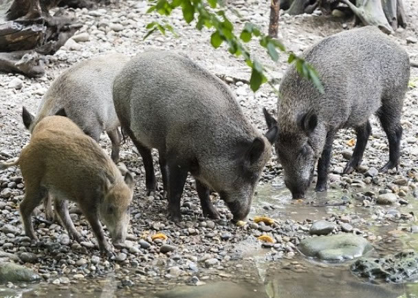 Ұ�����Ƚ�ˮ������ʳ��