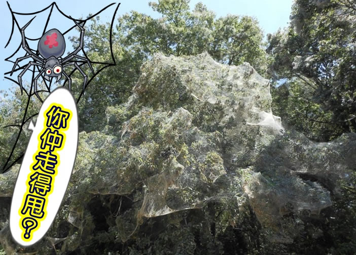 ����֩�������������ף�����Ϊ�������ϰ�ɴ��