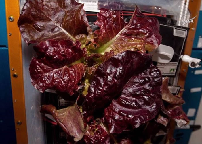 ͼΪ̫���˽�ʳ�ĺ���������