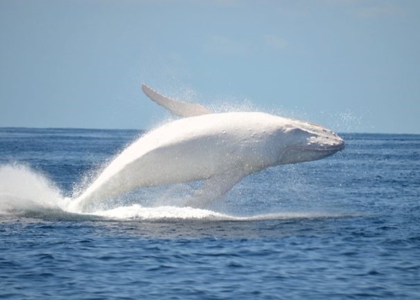 MigalooȫΨһм¼İɫͷ