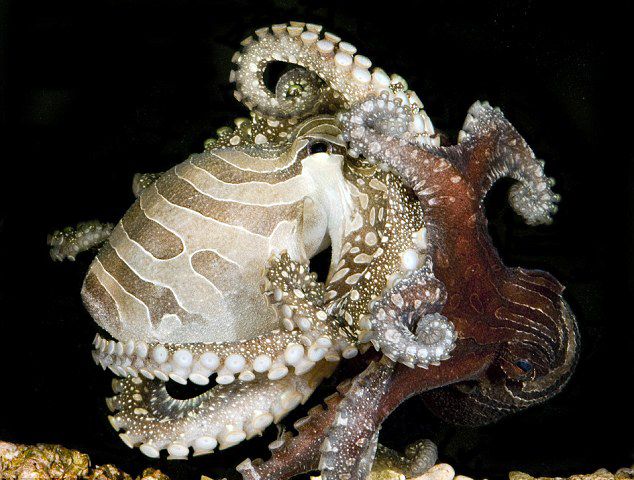 ̫ƽ�����ƴ��������ʳ������Ϻ��ʹ���������»�