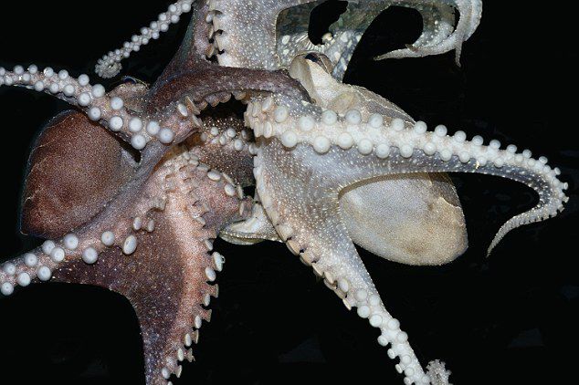 ̫ƽ�����ƴ��������ʳ������Ϻ��ʹ���������»�