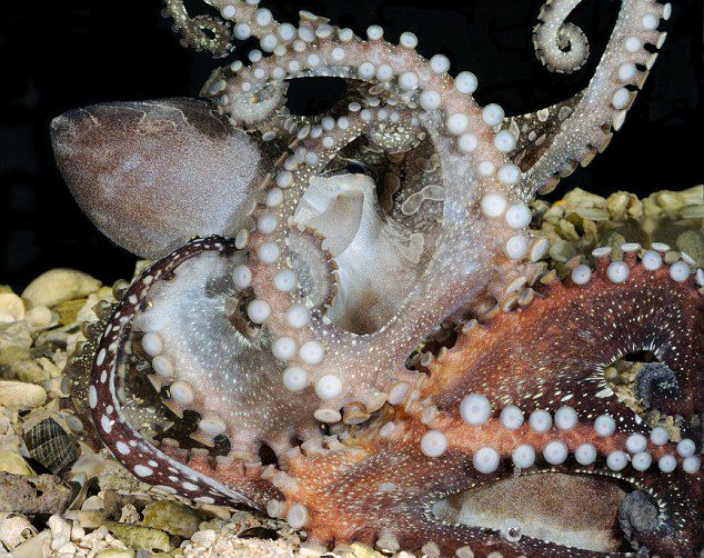 ̫ƽ�����ƴ��������ʳ������Ϻ��ʹ���������»�