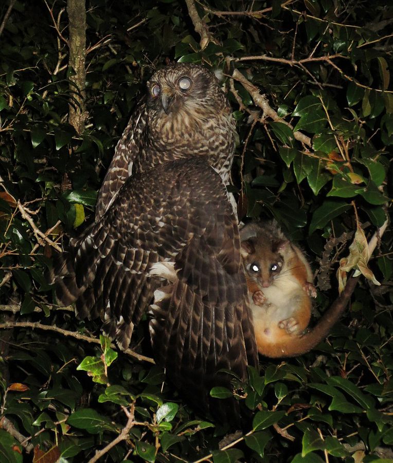 �Ĵ����ǻ�ɫèͷӥ���岶ʳ����ľ���˲��