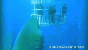 �����Ƶ�������о���Mauricio Hoyos Padilla��2013�����㣬�ص���ī����Ĺϴ�¬�嵺����ֱ�������Padilla���ڵ��������·��������