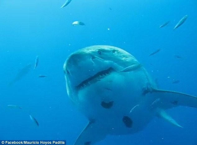 ������������㾶ֱ�����о��������������Ӹ�����Padillaϣ�����ԡ�����������Ȥ�ܰ����й�������о���ø�����������ر�����̫ƽ��������Ļ�Ѿ�Խ��Խ��