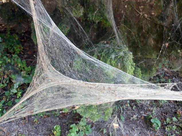 �������ݹ�԰����һ�ų��޴��֩���� ������ǧֻ����֩��֯��