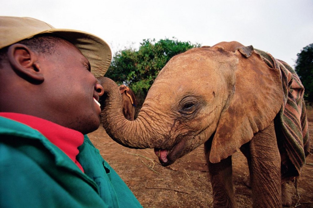 �ڿ��ǵ�������ҹ�԰����ﱣ��Ա������˹‧�����Ǻʹ���‧Ѧ�����Ұ���������ᣨDavid Sheldrick Wildlife Tr