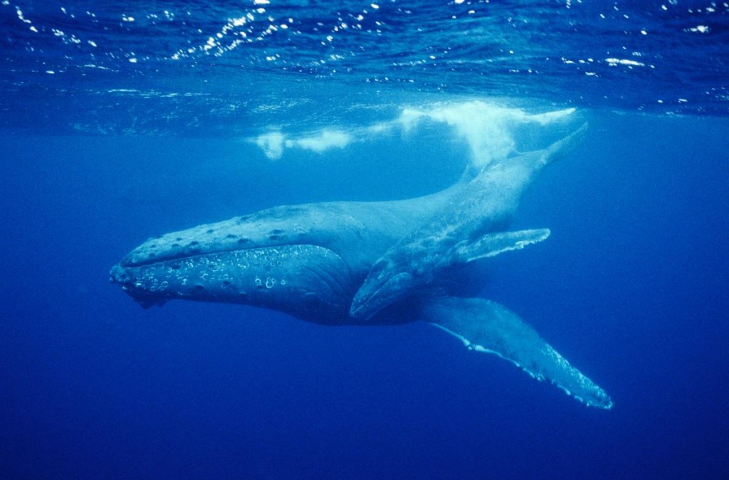 һֻ��ᾨ������ű�����ï������������Ǳ�Ρ�����Ŀ����ᾨ�ñ�����һֻ����������������Ժ�����ɱ�˾��� Photograph by Wolcott Henry,