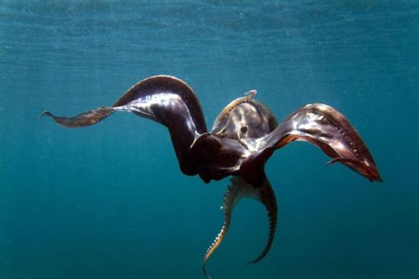 如果不幸被掠食者咬住，毯子章鱼还会自断腕足逃离，类似蜥蜴的断尾求生。毯子章鱼是章鱼中的异类，它们不会喷出墨汁来吓跑掠食者，也从来不在海床上活动。
