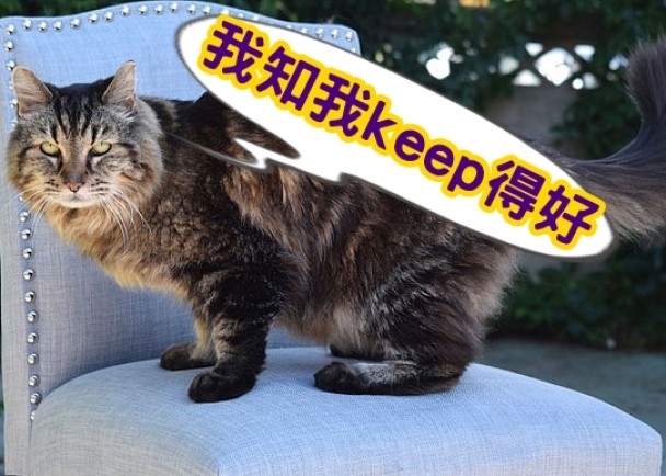 “灯芯绒”以26岁又13天,登上全球最老宠物猫的宝座。