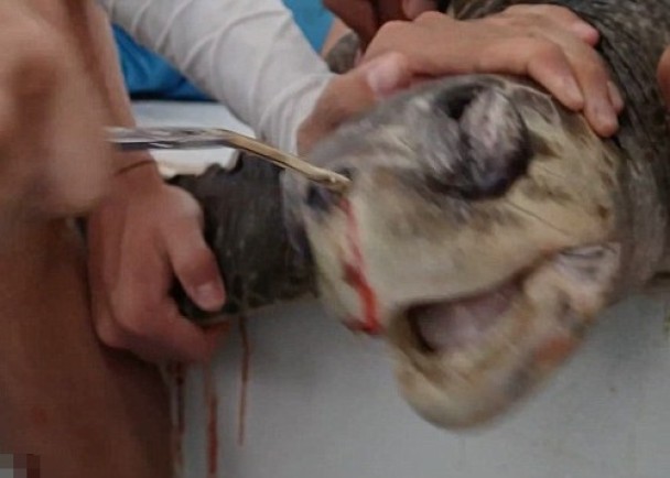 ������Ա�γ�����ʱ������ʹ��������