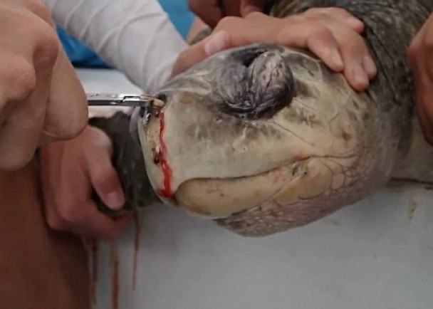 ����ʹ�ñ���˫�ۣ��ǿ׸�������Ѫ��