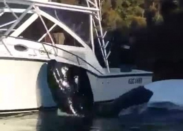 鲸鱼主动游到船边,向渔夫求助。