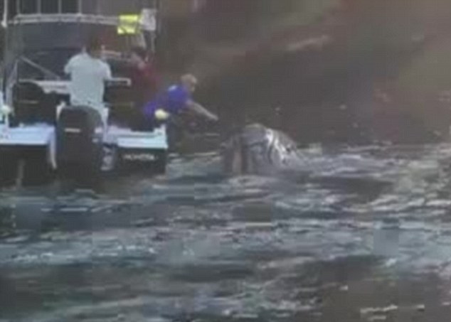 渔夫为鲸鱼清除缠在它口中的鱼丝及胶袋。