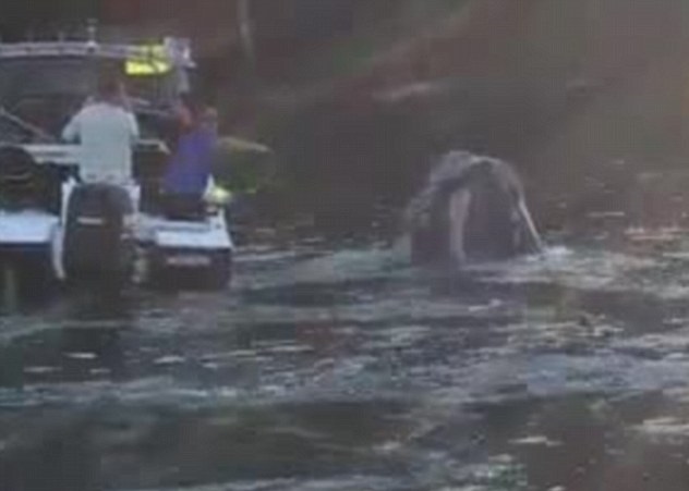 附近的渔夫在远处拍下短片。