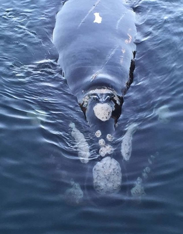 清除障碍物后,渔夫再为鲸鱼拍照,放到社交网站。