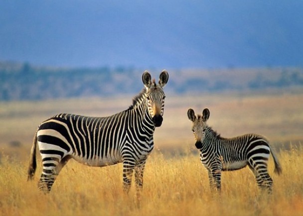 ר�ҳƶ��ذ��Ʒ�������������ױ����֣�����ɱ��֮����