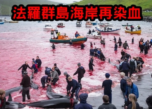 数十条领航鲸被岛民杀死