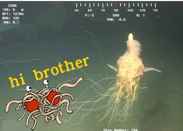 “意粉兽”相信是管水母目生物